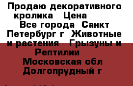Продаю декоративного кролика › Цена ­ 500 - Все города, Санкт-Петербург г. Животные и растения » Грызуны и Рептилии   . Московская обл.,Долгопрудный г.